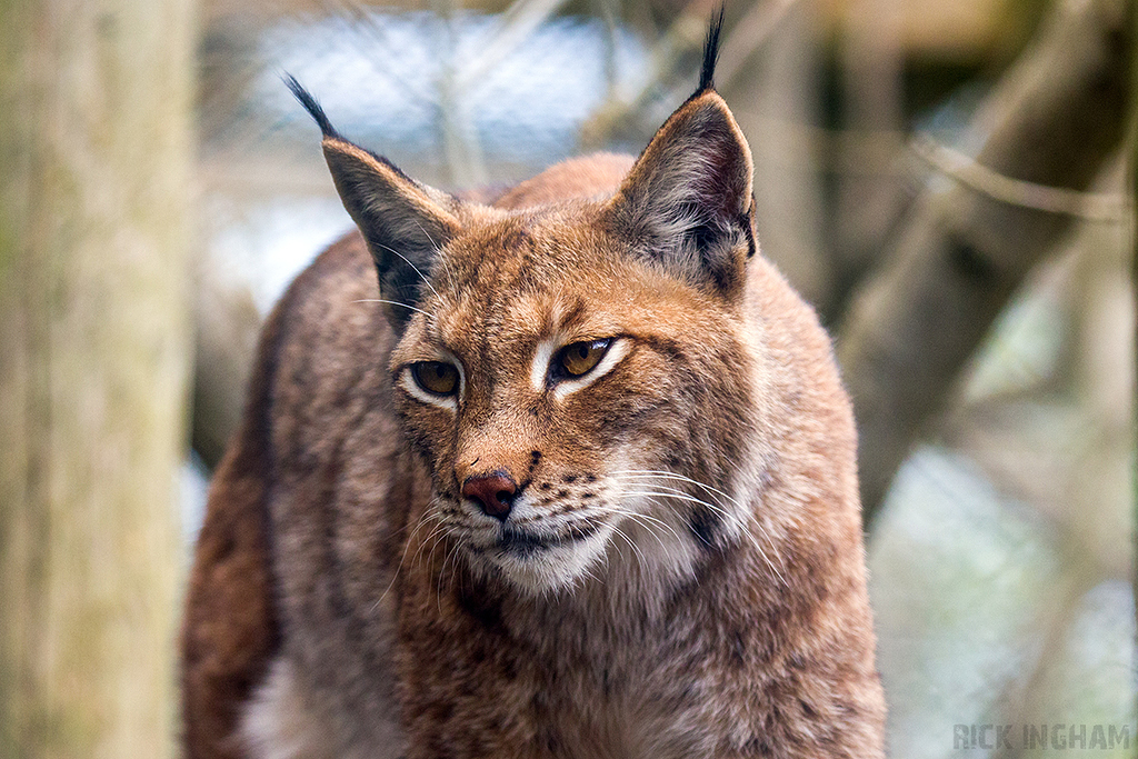 Eurasian lynx