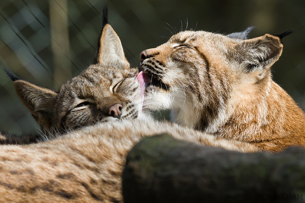 Carpathian Lynx