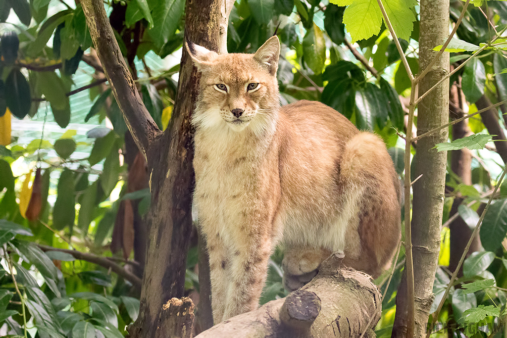 Northern lynx