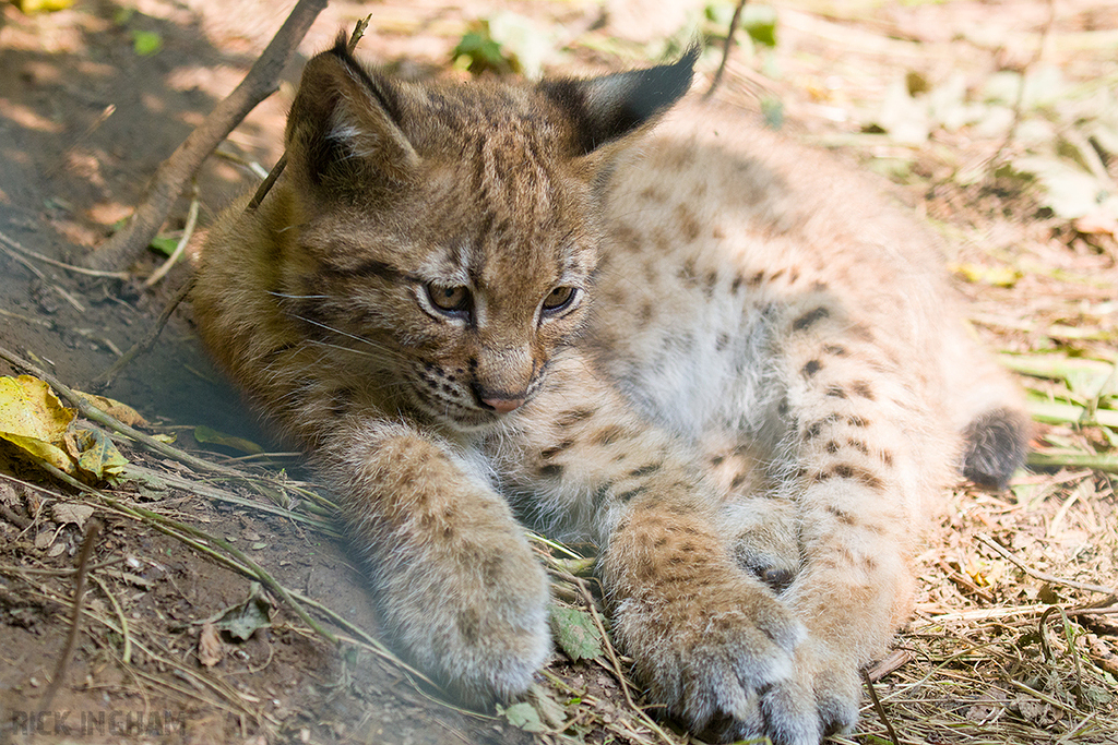 Carpathian Lynx