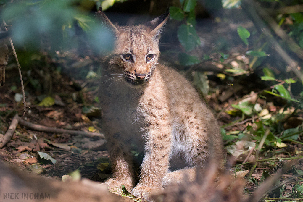 Carpathian Lynx