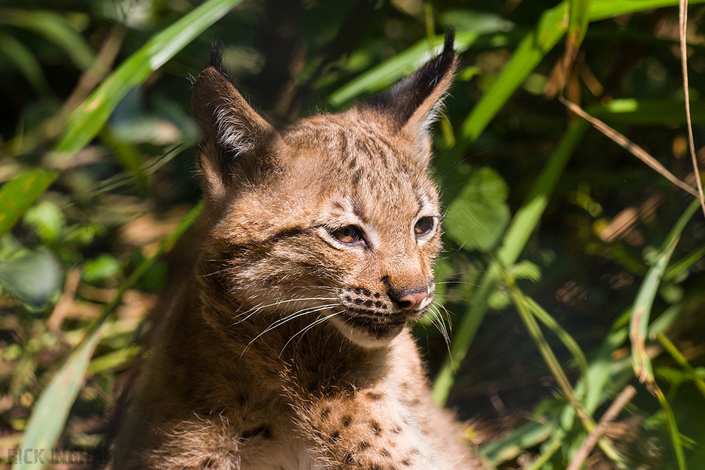 Carpathian Lynx