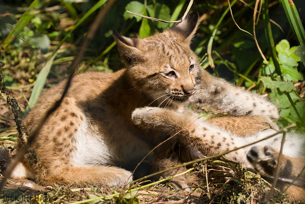 Carpathian Lynx