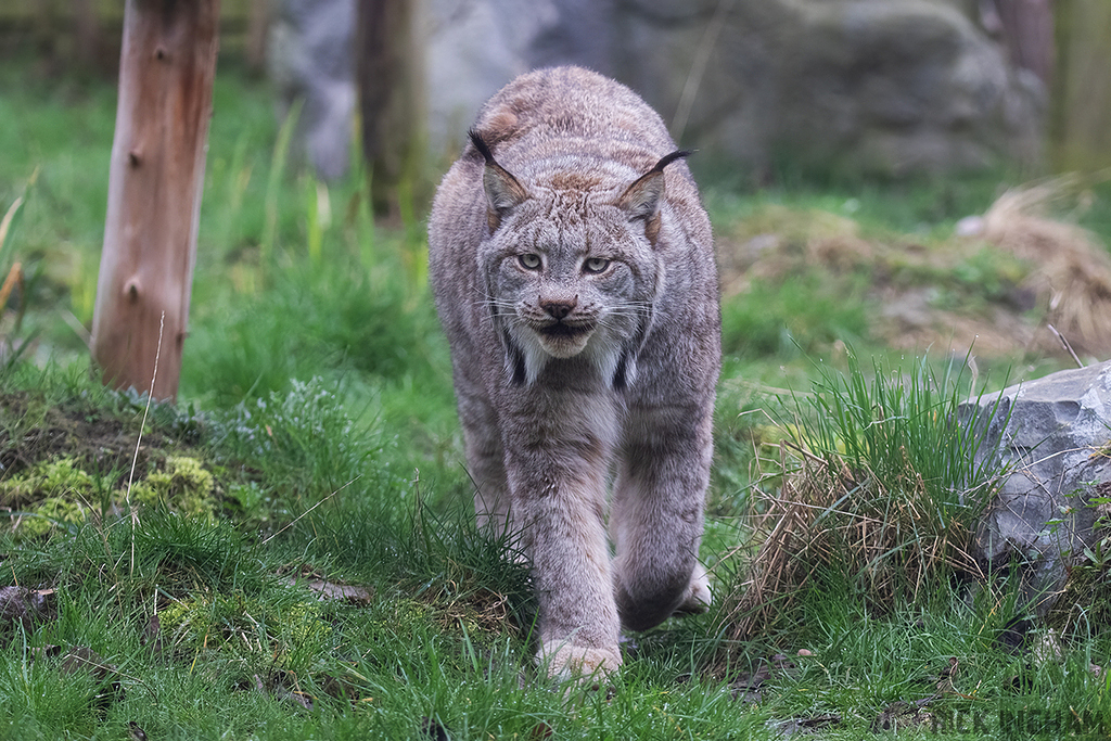 Canadian Lynx
