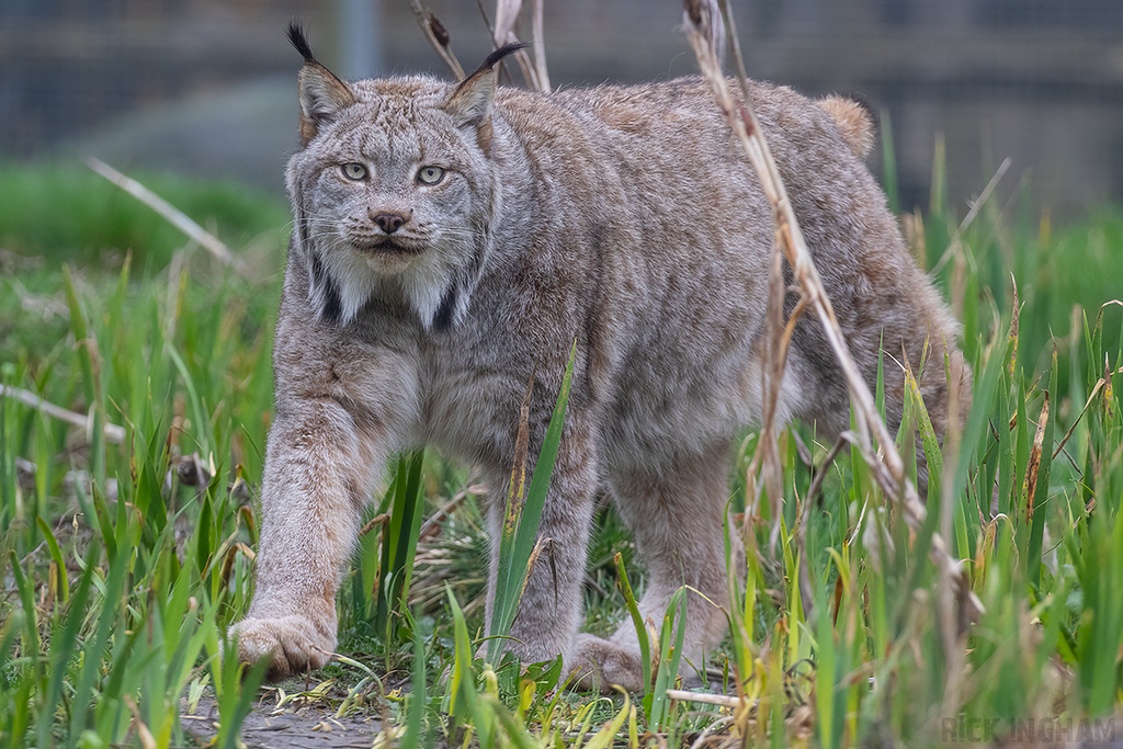 Canadian Lynx