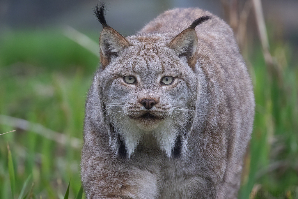 Canadian Lynx