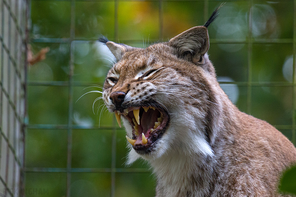 Eurasian Lynx