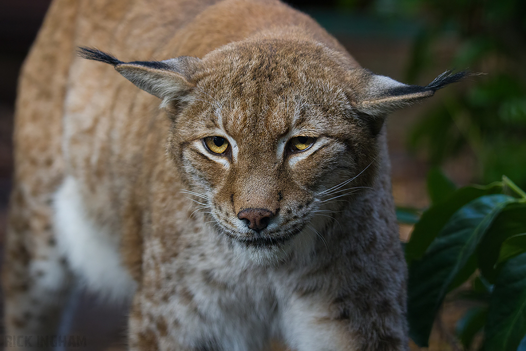 Eurasian Lynx