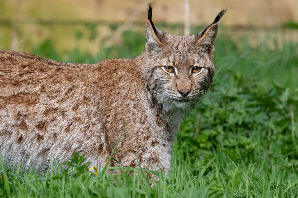 Carpathian Lynx