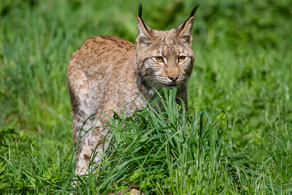Carpathian Lynx