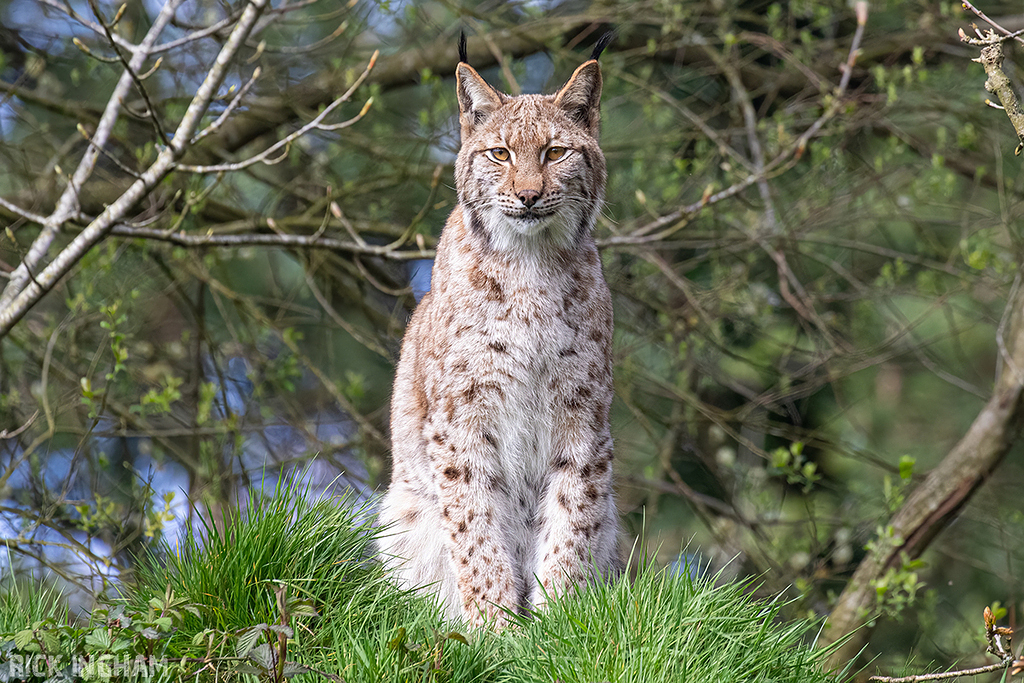 Carpathian Lynx