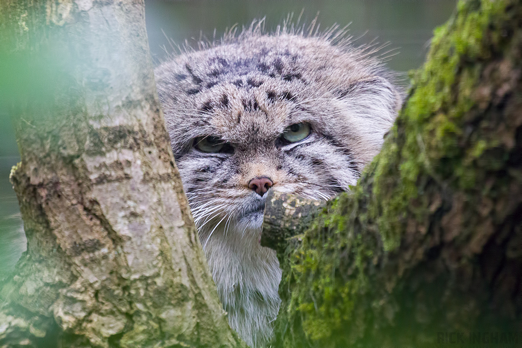 Pallas Cat