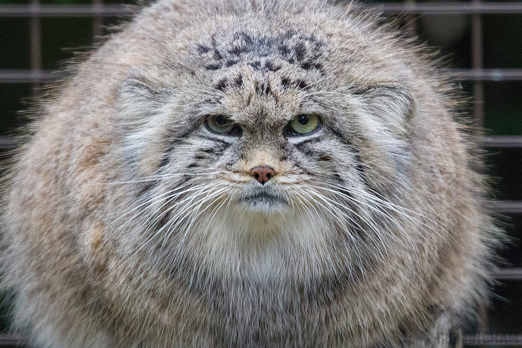 Pallas Cat