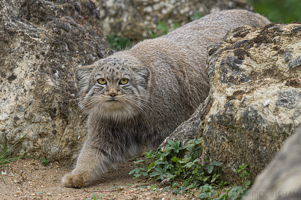 Pallas Cat