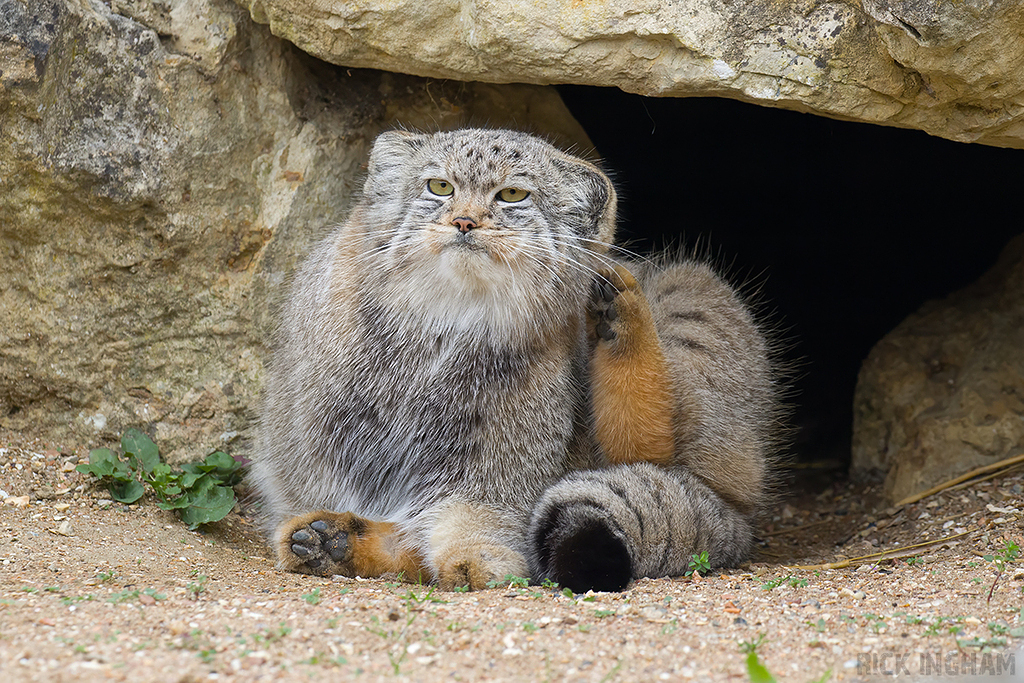 Pallas Cat