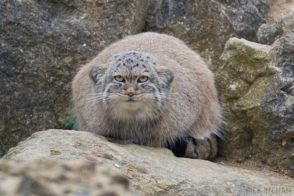 Pallas Cat
