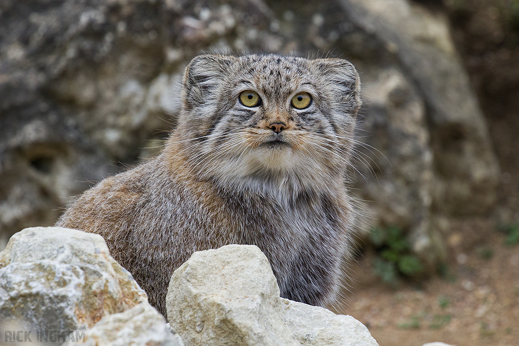 Pallas Cat