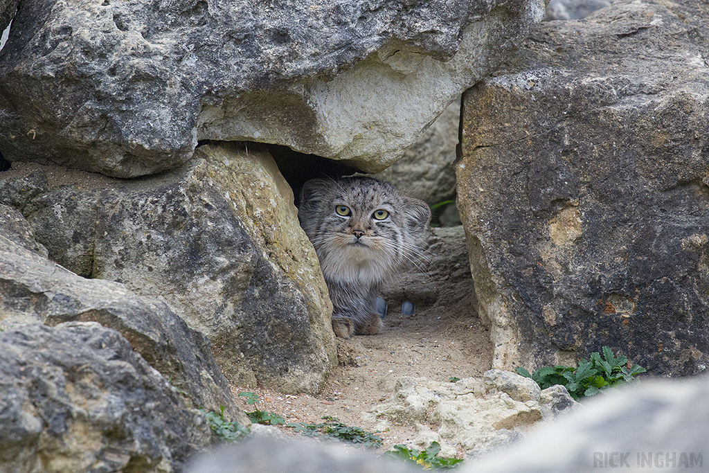 Pallas Cat