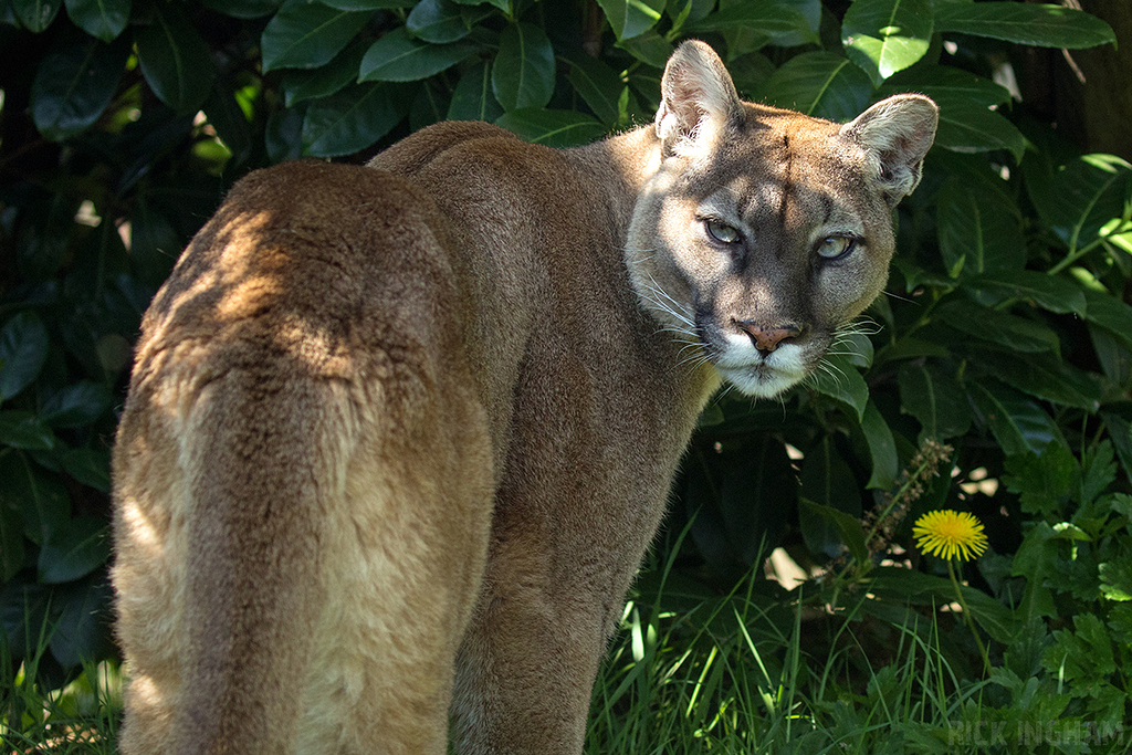 Puma