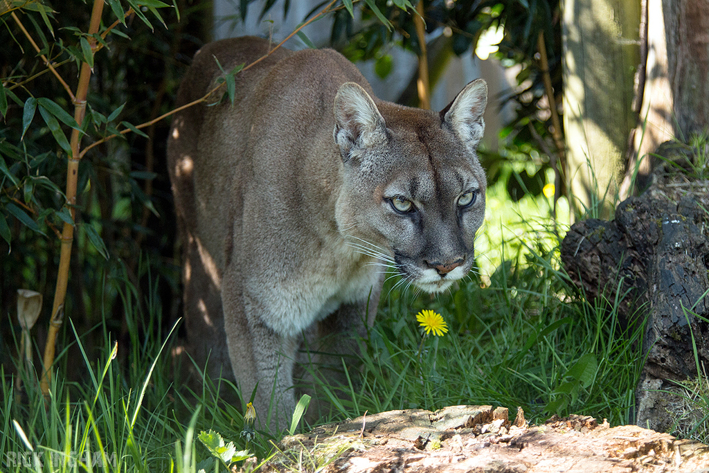 Puma