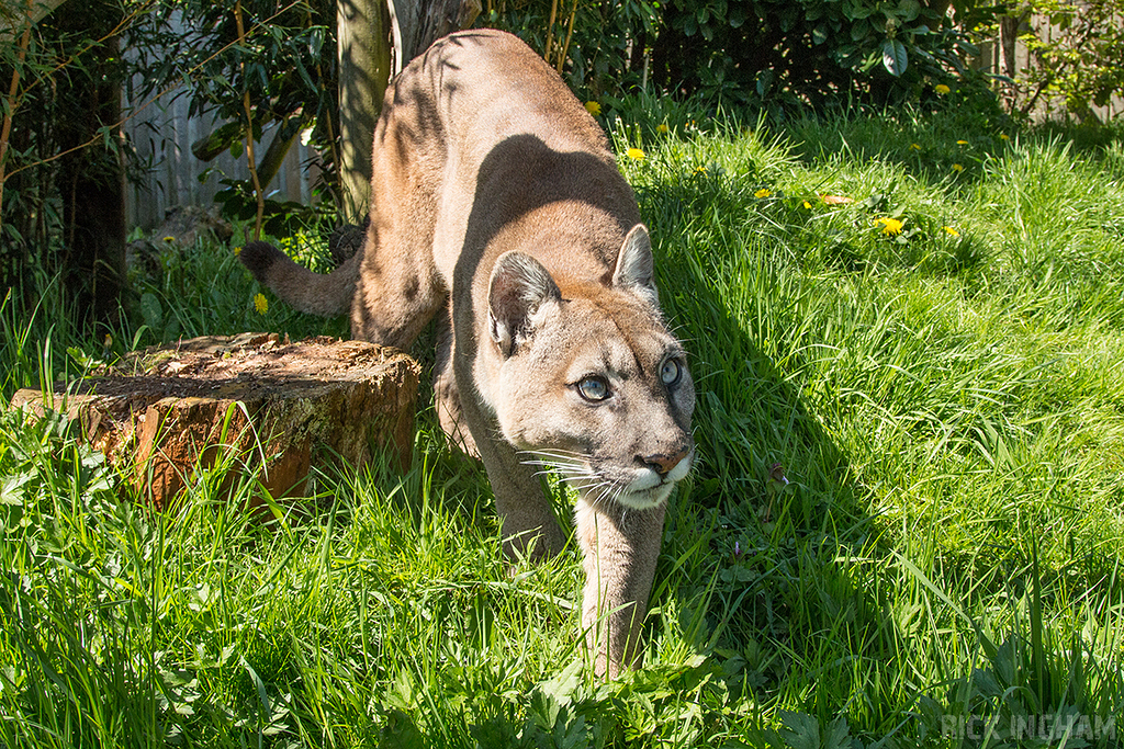Puma