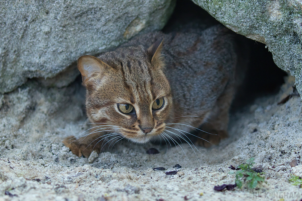 Rusty Spotted Cat