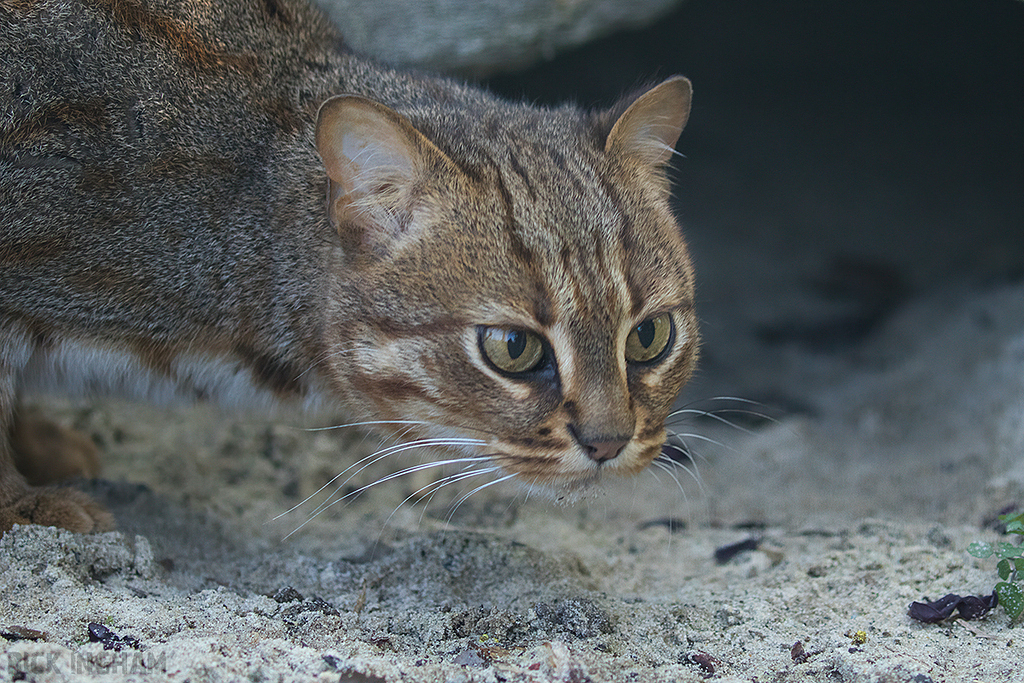 Rusty Spotted Cat