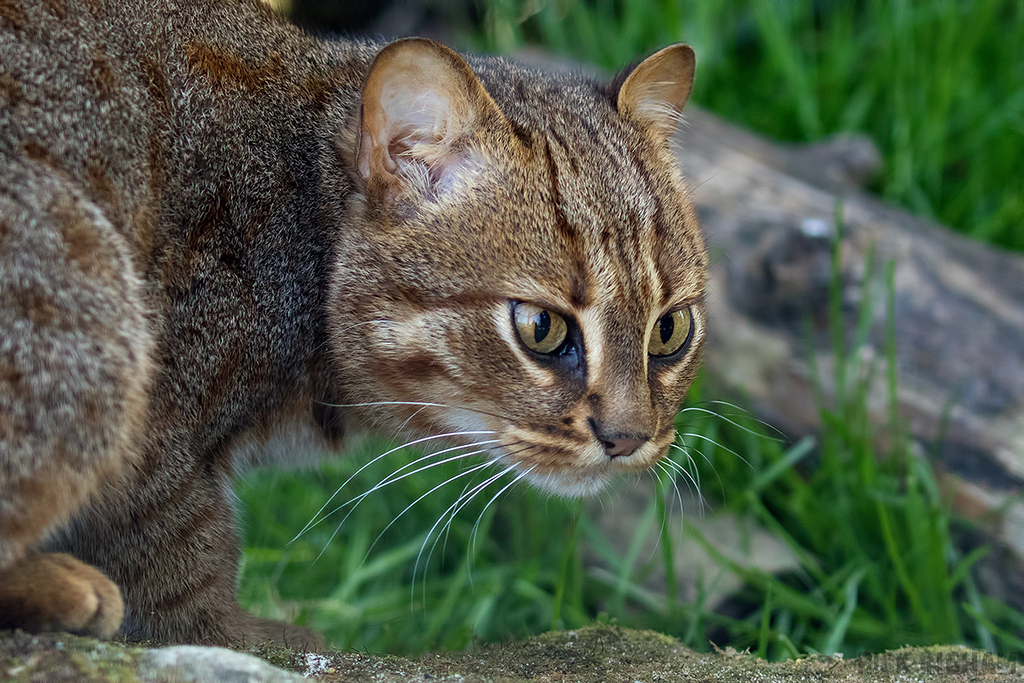 Rusty Spotted Cat