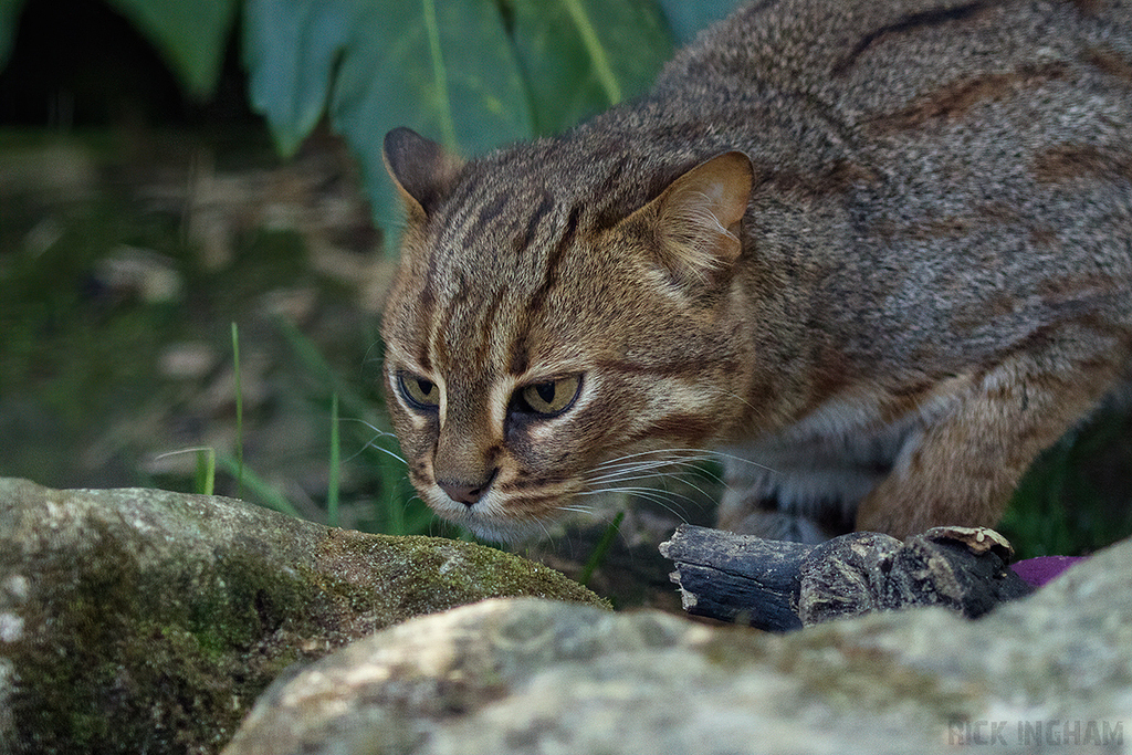 Rusty Spotted Cat
