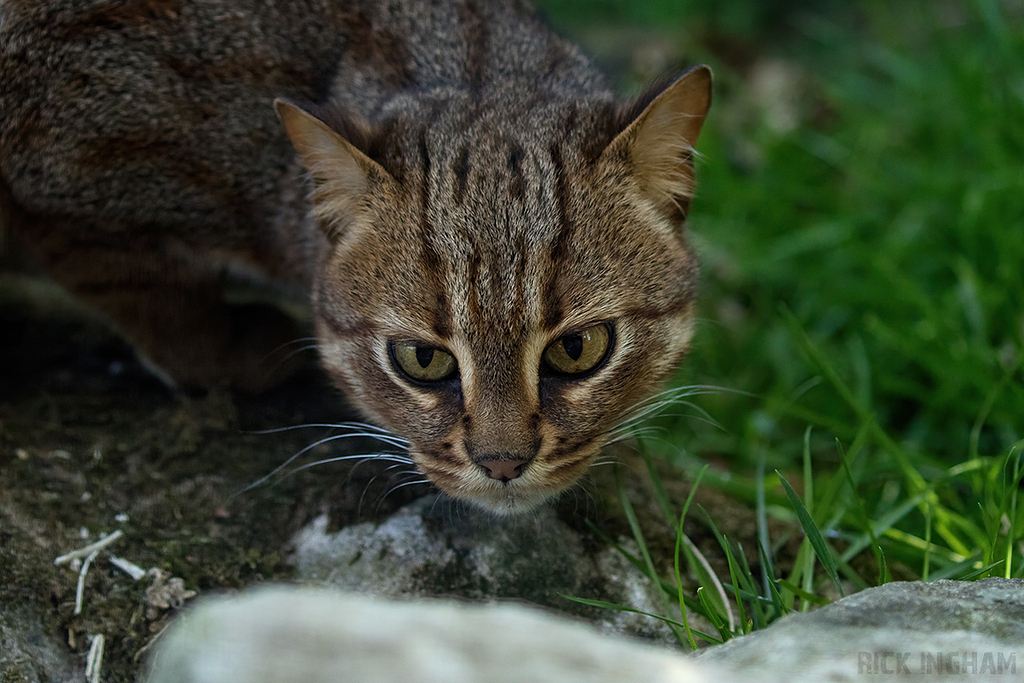 Rusty Spotted Cat
