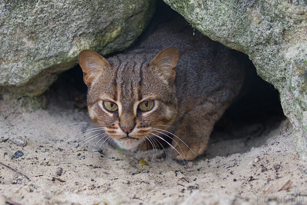 Rusty Spotted Cat