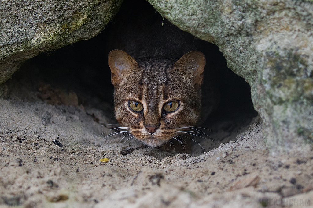 Rusty Spotted Cat