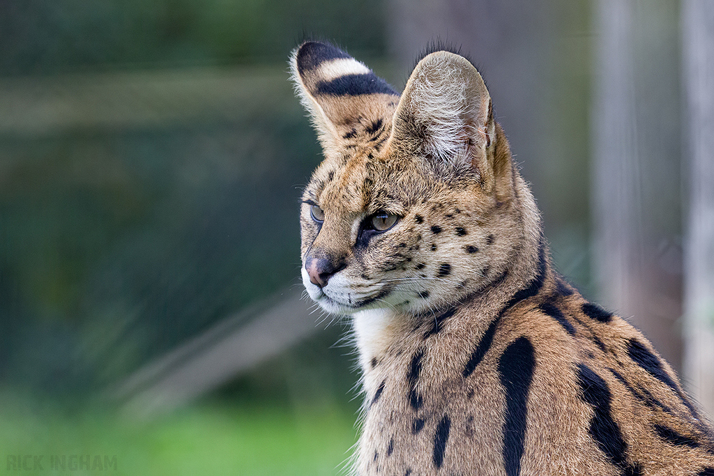 Serval