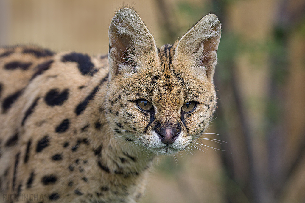 Serval