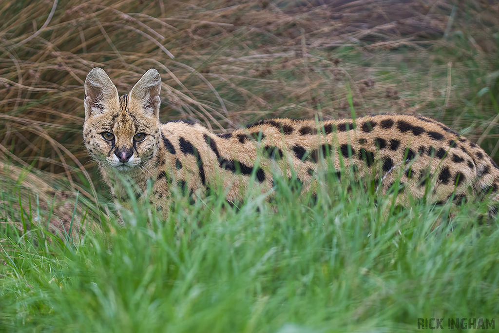 Serval