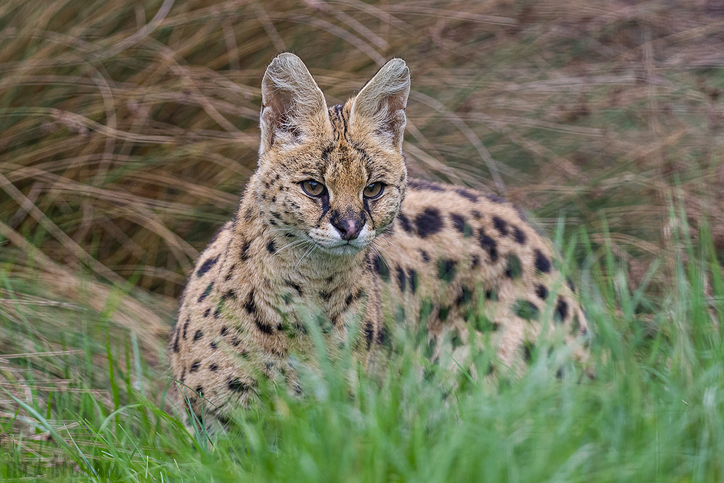 Serval