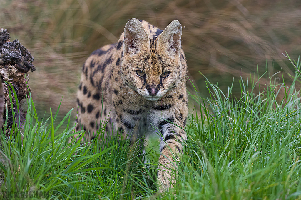 Serval