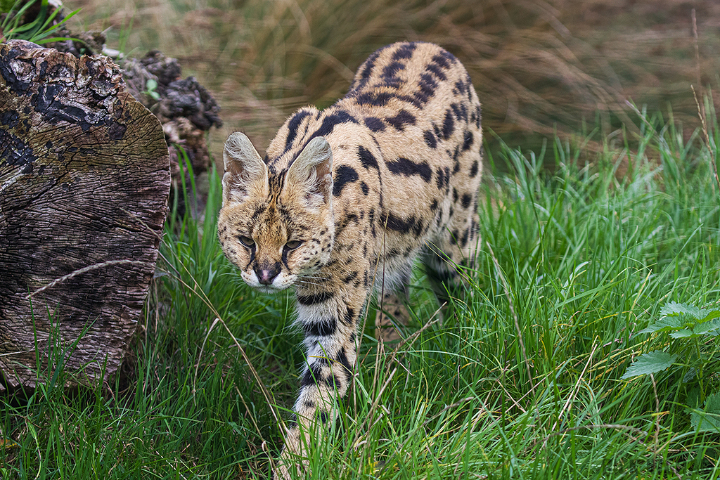 Serval