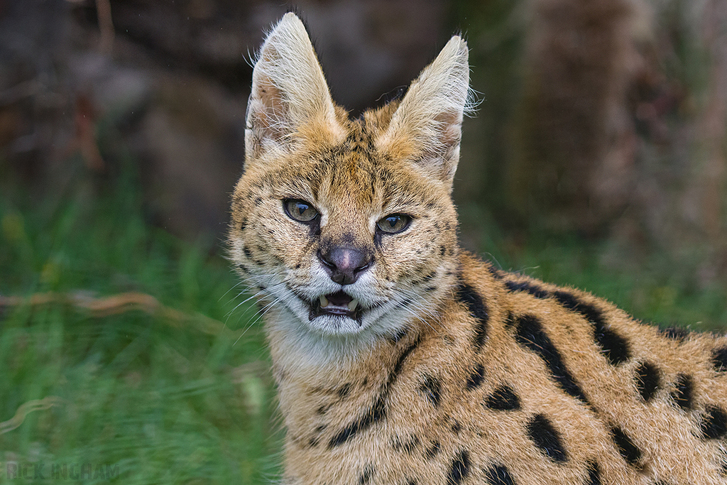 Serval