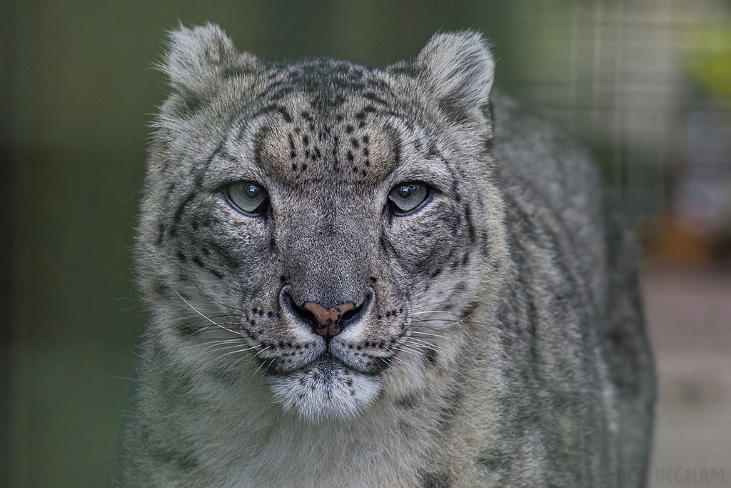 Snow Leopard