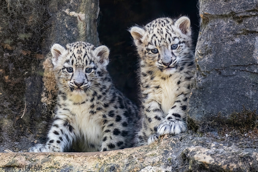 Snow Leopard | Cub