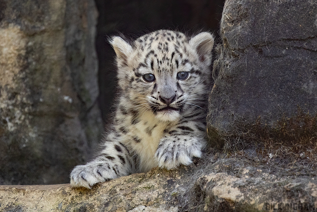 Snow Leopard | Cub
