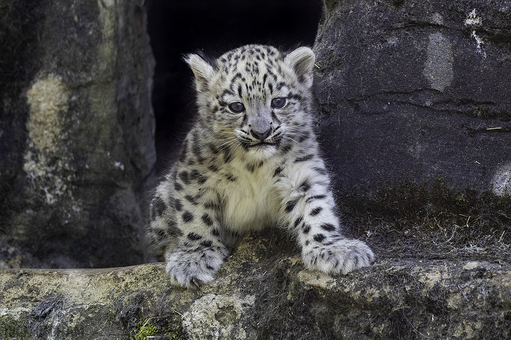 Snow Leopard | Cub
