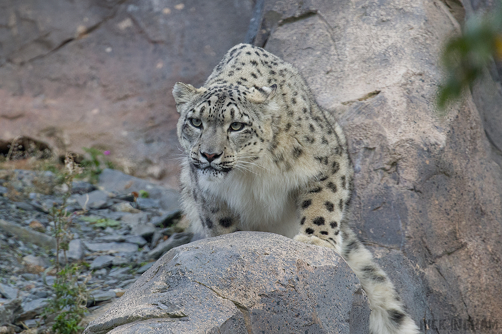 Snow Leopard