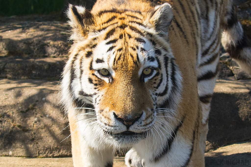 Amur Tiger