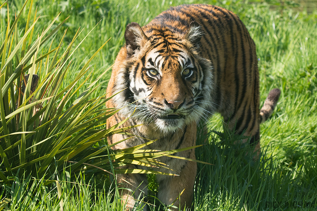 Sumatran Tiger