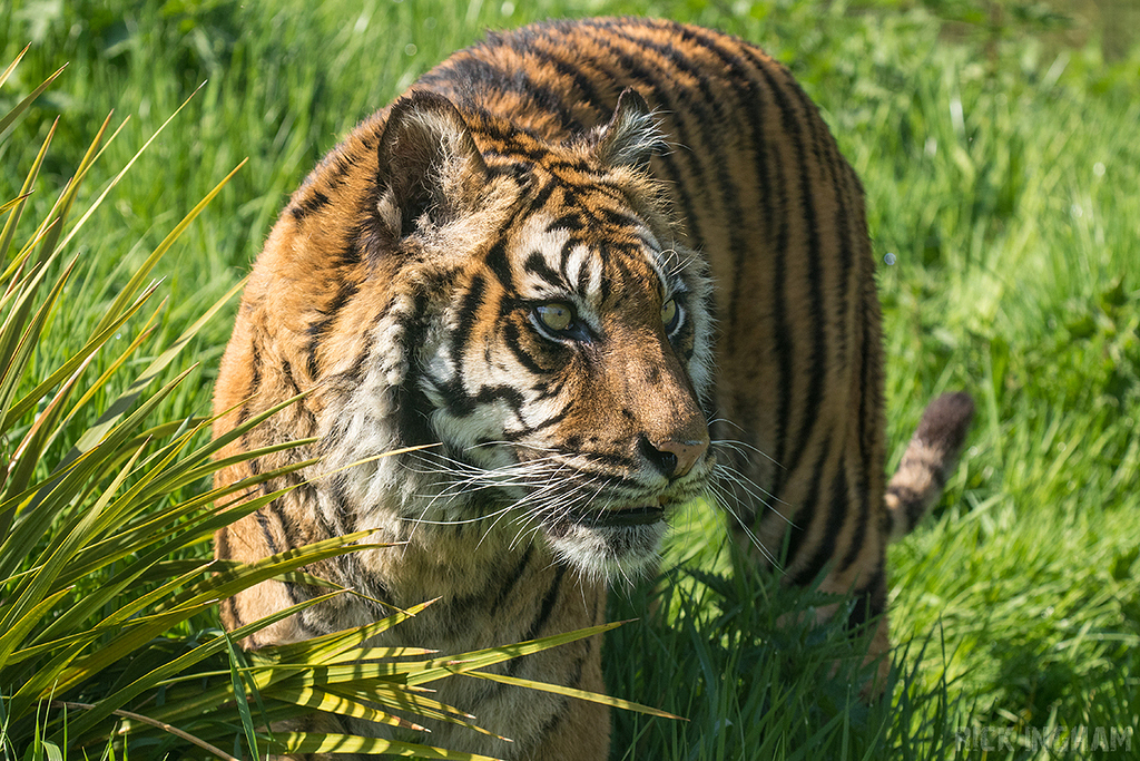 Sumatran Tiger
