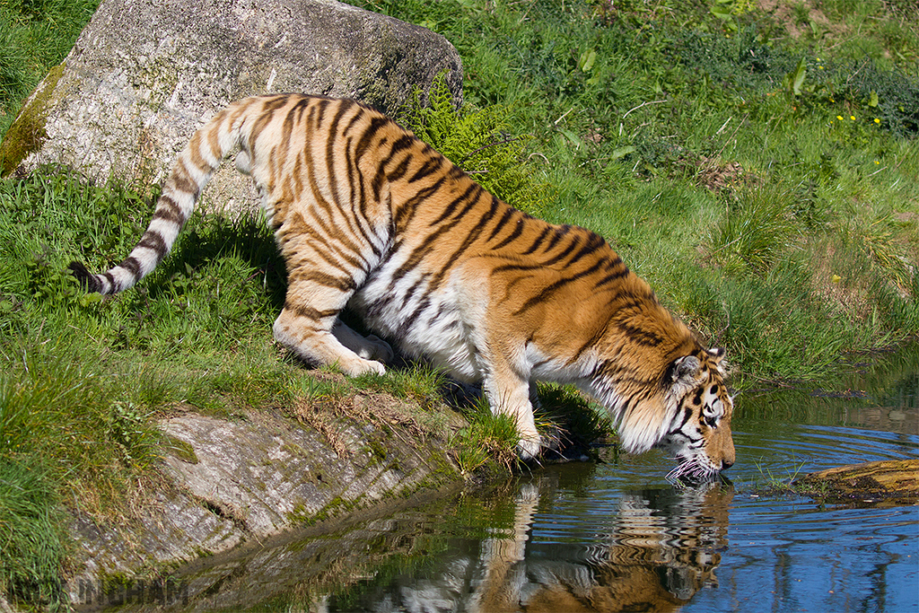 Amur Tiger