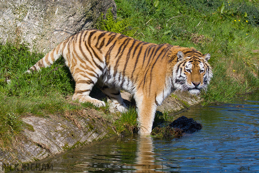 Amur Tiger