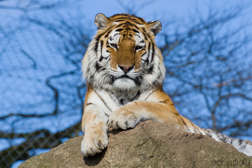 Amur Tiger